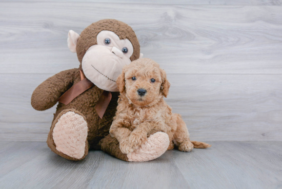 Petite Mini Goldendoodle Poodle Mix Pup