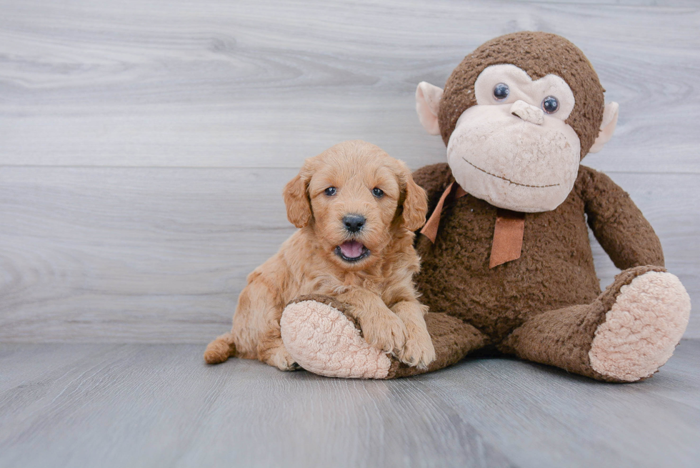 Best Mini Goldendoodle Baby