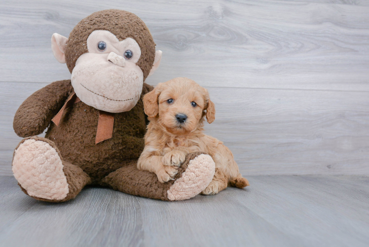 Petite Mini Goldendoodle Poodle Mix Pup