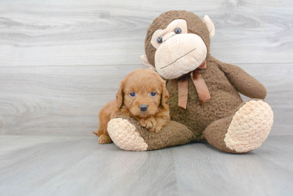 Best Mini Goldendoodle Baby