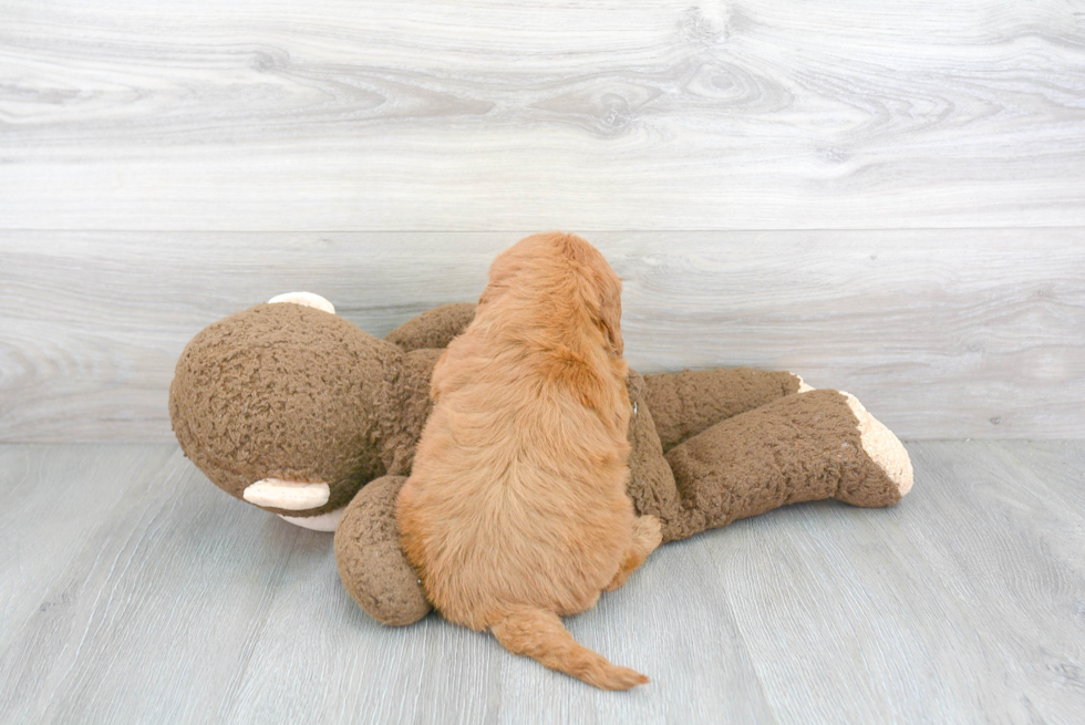 Happy Mini Goldendoodle Baby