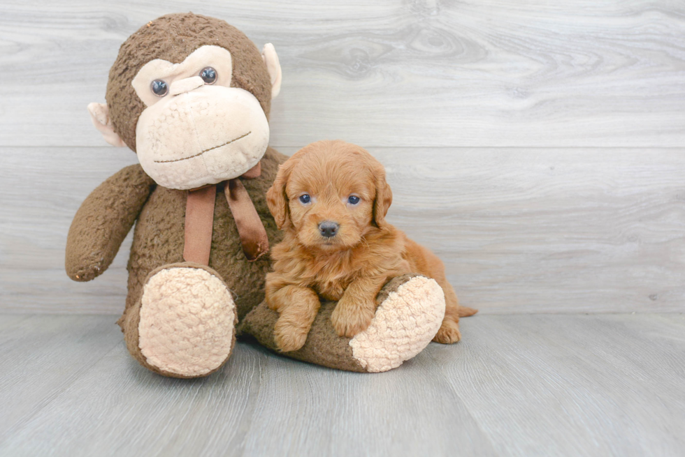 Adorable Golden Retriever Poodle Mix Puppy