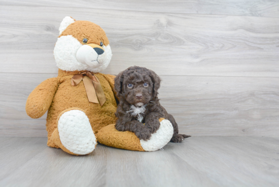 Cute Mini Goldendoodle Baby