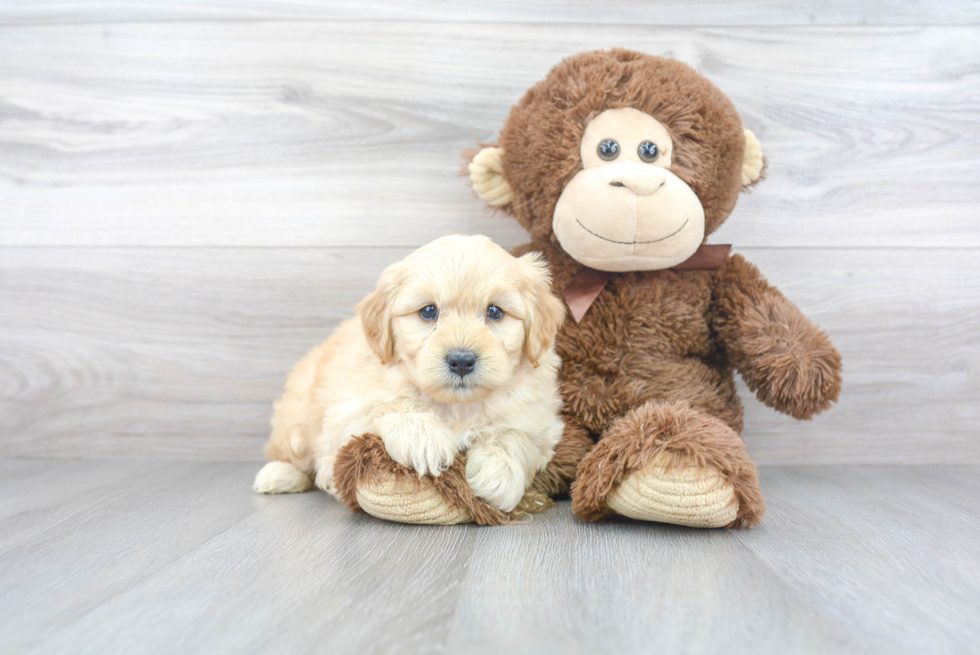 Best Mini Goldendoodle Baby