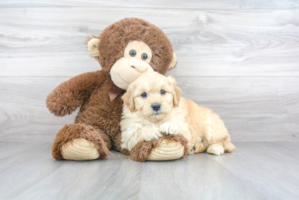 Small Mini Goldendoodle Baby