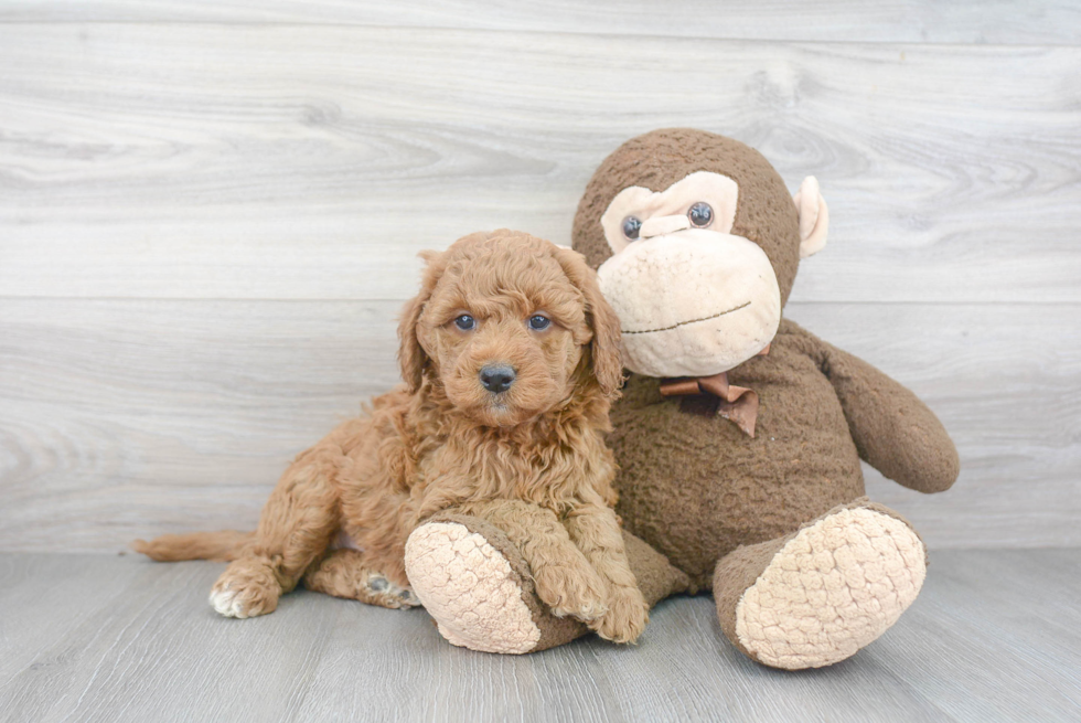 Mini Goldendoodle Puppy for Adoption