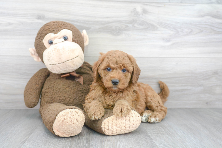 Best Mini Goldendoodle Baby