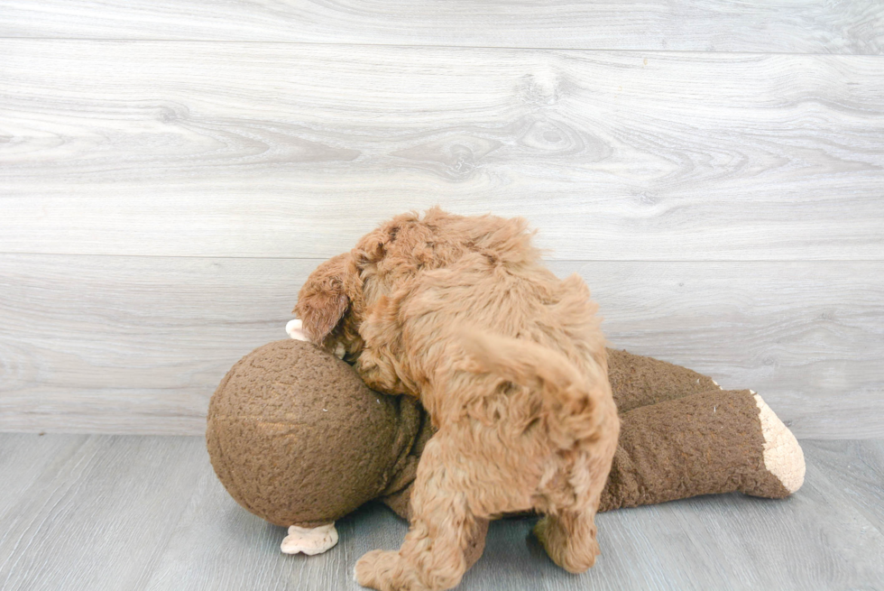 Mini Goldendoodle Pup Being Cute