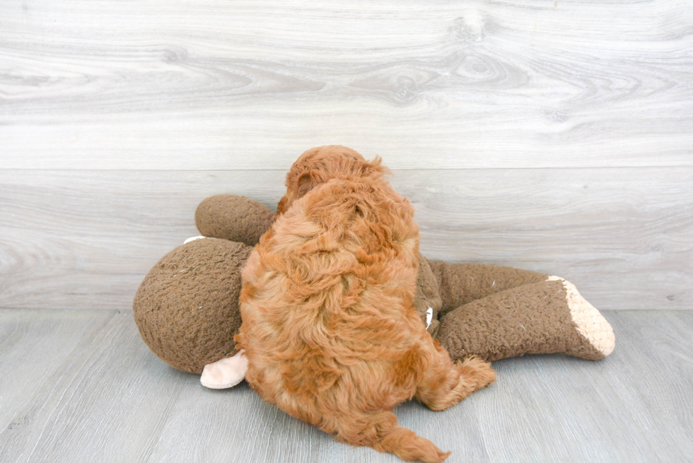 Friendly Mini Goldendoodle Baby