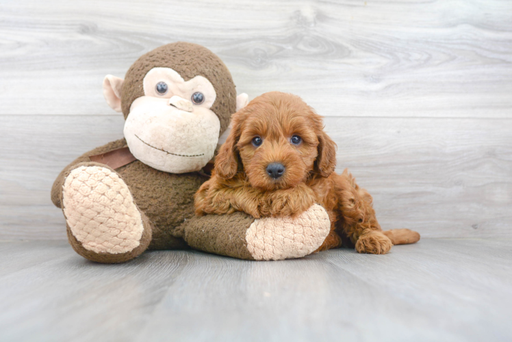 Mini Goldendoodle Puppy for Adoption