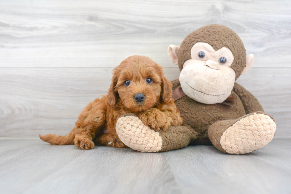 Mini Goldendoodle Pup Being Cute