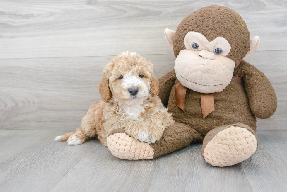 Cute Mini Goldendoodle Baby