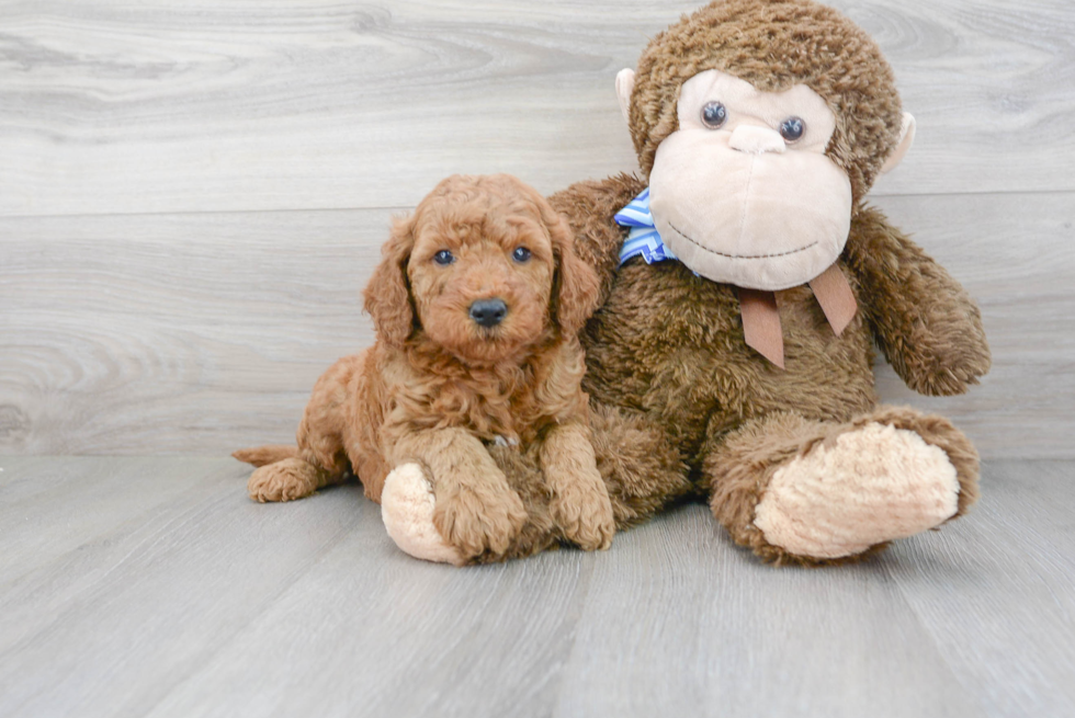 Mini Goldendoodle Pup Being Cute