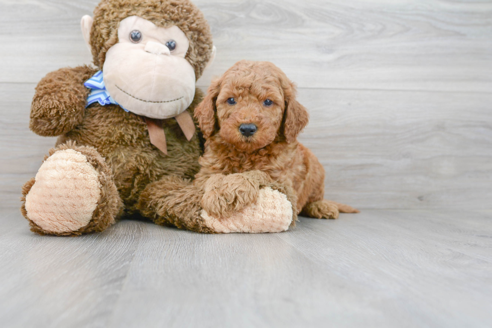 Petite Mini Goldendoodle Poodle Mix Pup