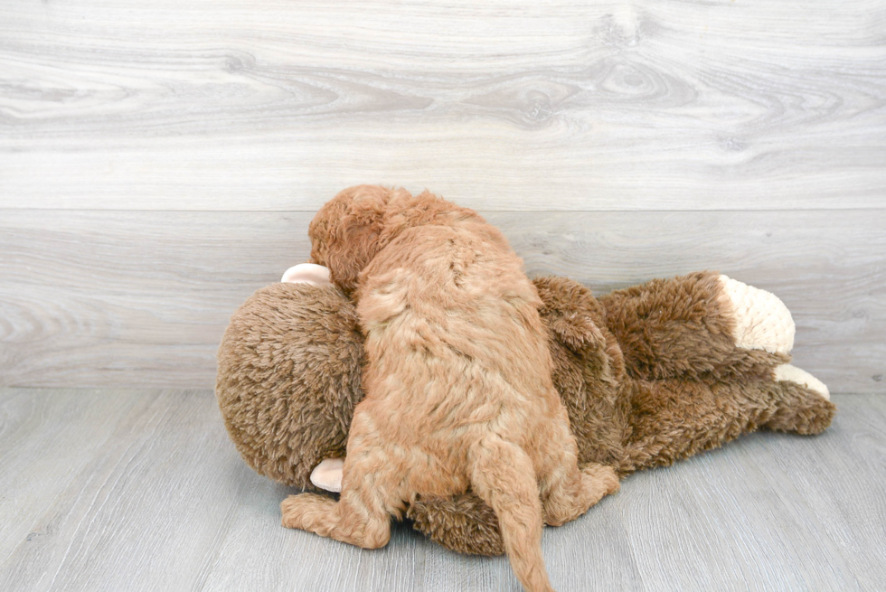 Fluffy Mini Goldendoodle Poodle Mix Pup