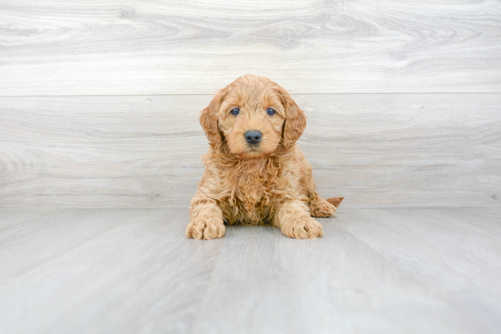 Best Mini Goldendoodle Baby