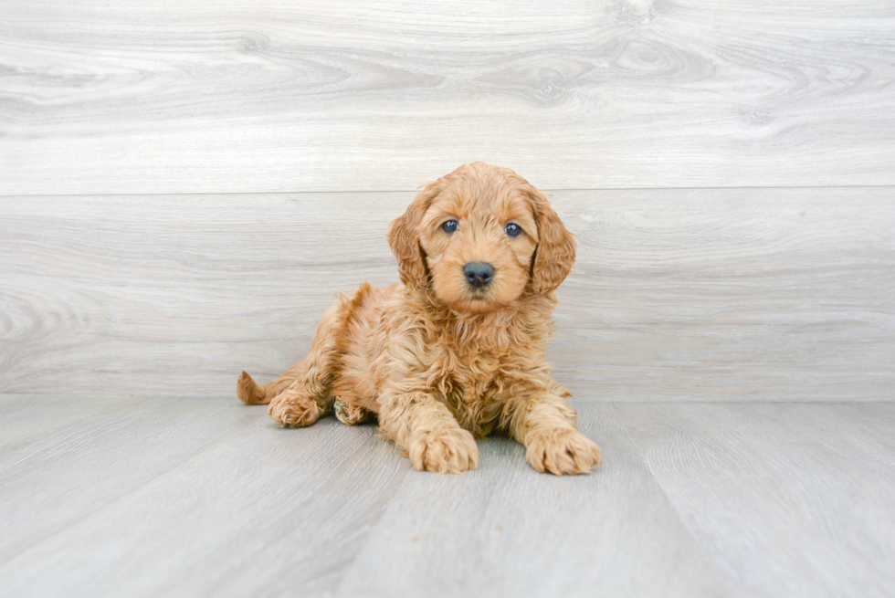 Best Mini Goldendoodle Baby