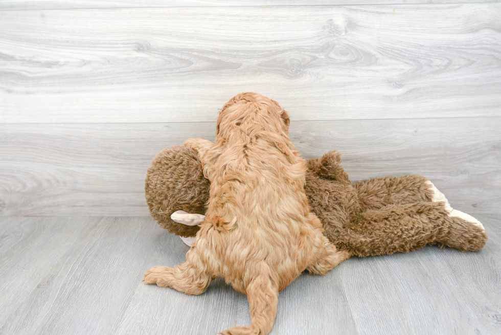 Best Mini Goldendoodle Baby