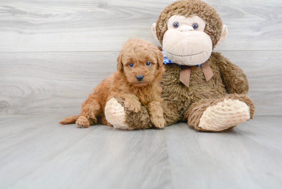 Mini Goldendoodle Pup Being Cute