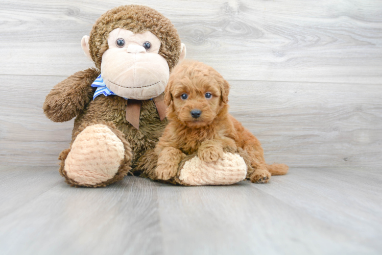 Small Mini Goldendoodle Baby