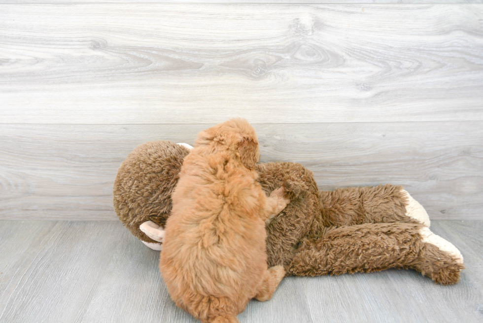 Mini Goldendoodle Pup Being Cute