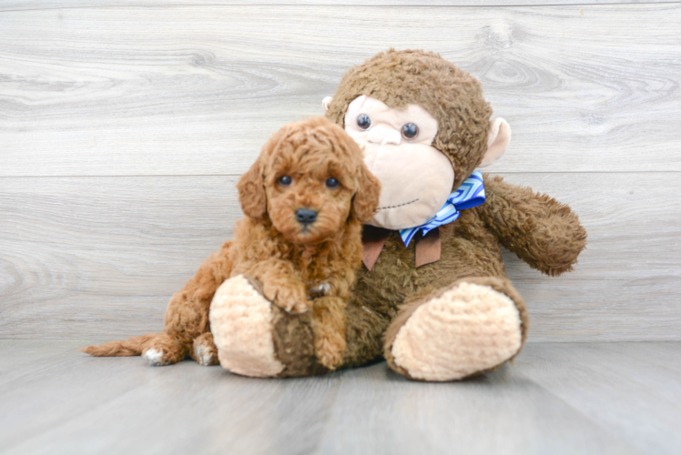 Mini Goldendoodle Pup Being Cute