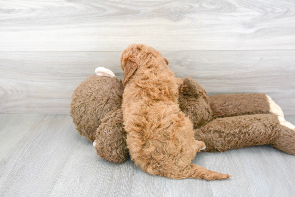 Best Mini Goldendoodle Baby