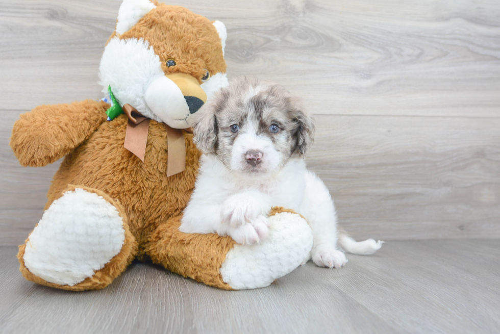 Hypoallergenic Golden Retriever Poodle Mix Puppy