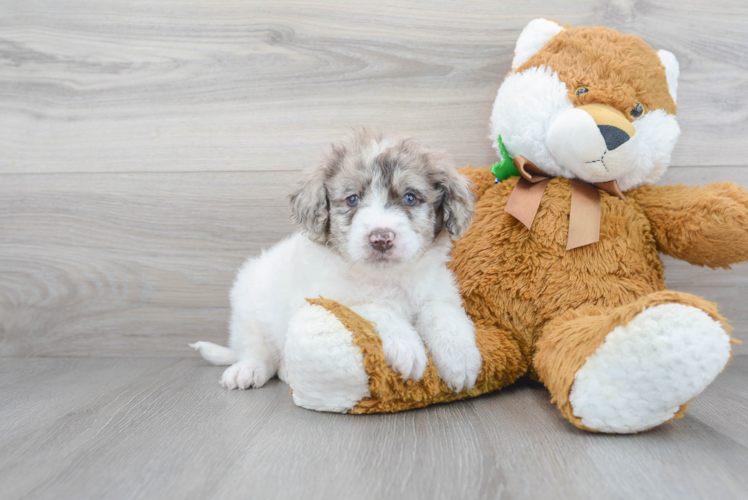 Playful Golden Retriever Poodle Mix Puppy