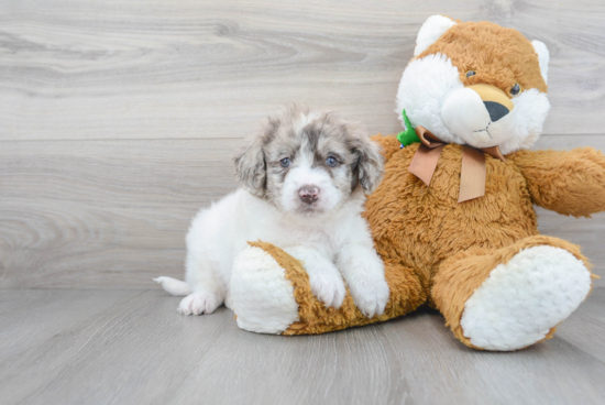 Playful Golden Retriever Poodle Mix Puppy