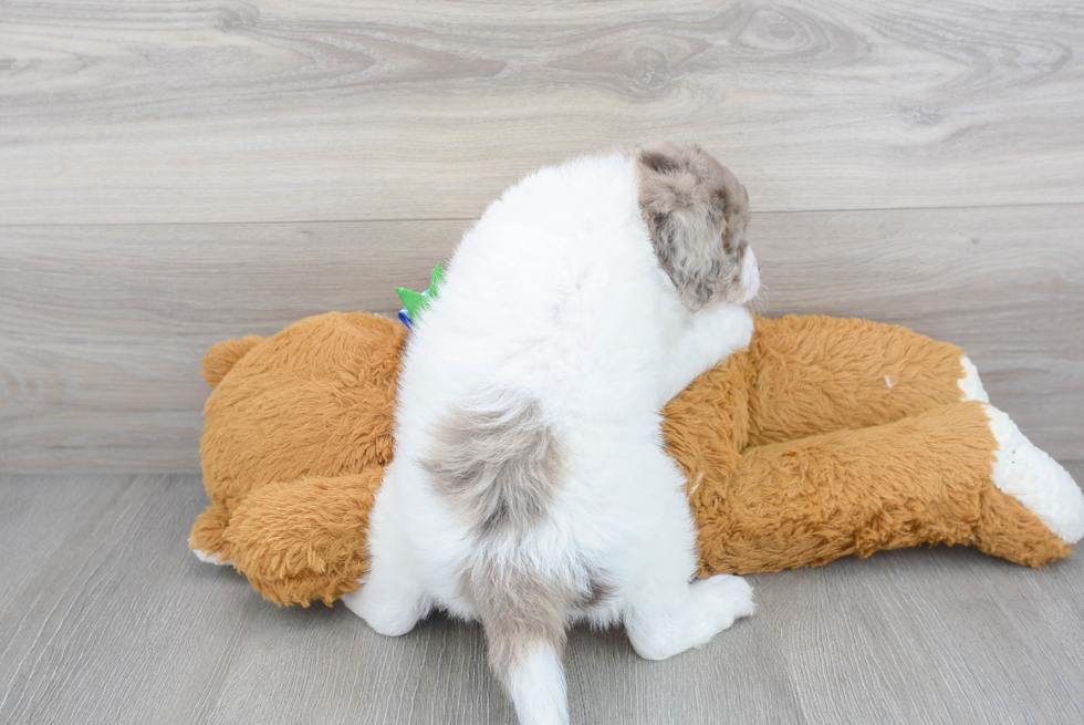 Petite Mini Goldendoodle Poodle Mix Pup