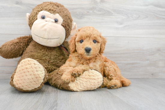 Friendly Mini Goldendoodle Baby