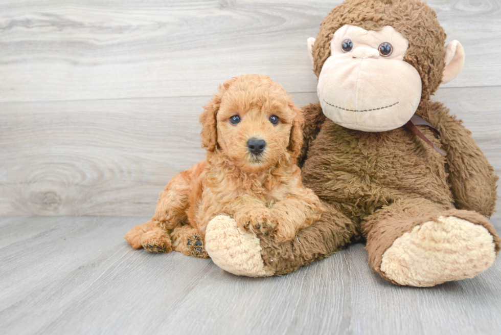 Mini Goldendoodle Pup Being Cute