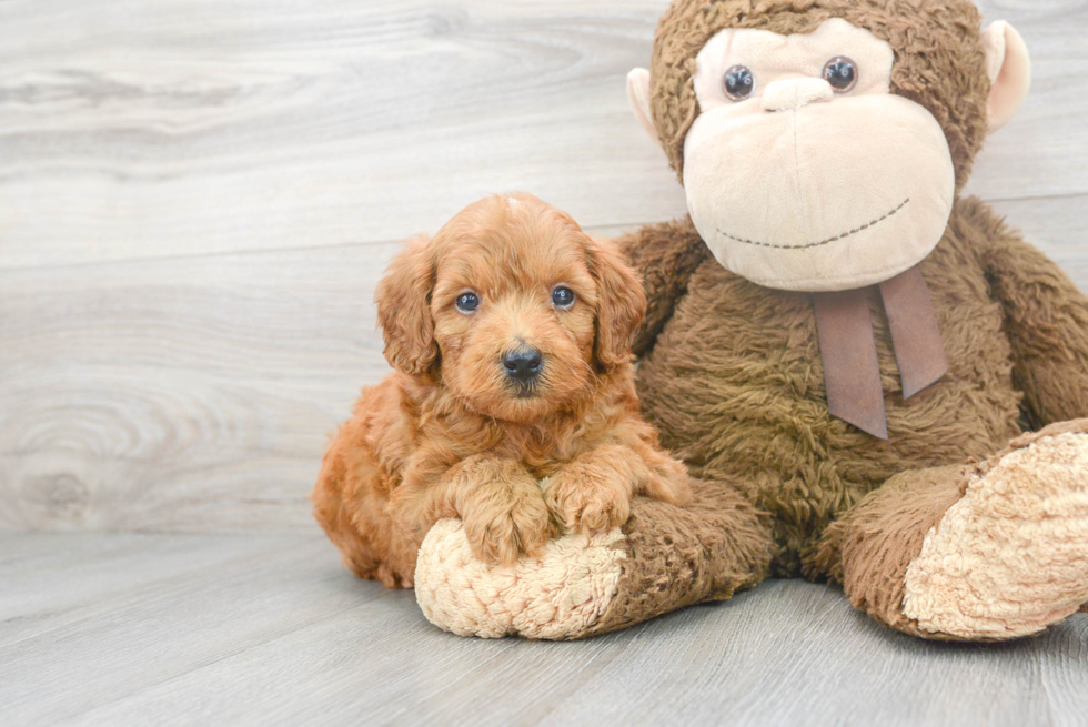 Mini Goldendoodle Puppy for Adoption