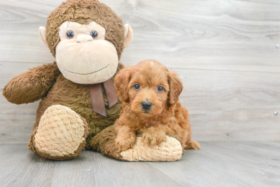 Mini Goldendoodle Puppy for Adoption