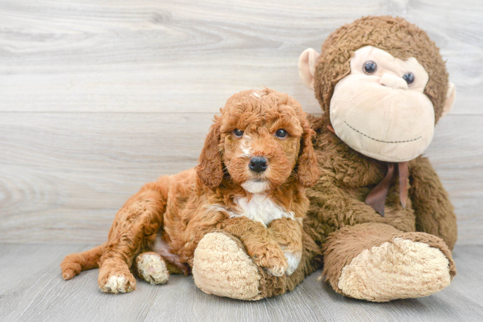 Best Mini Goldendoodle Baby