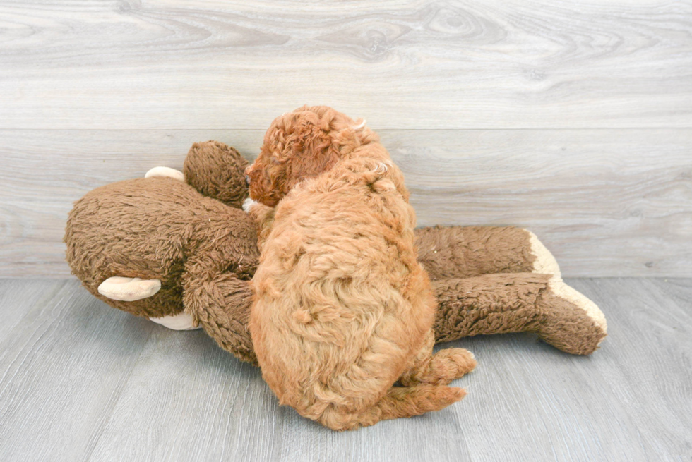 Little Golden Retriever Poodle Mix Puppy