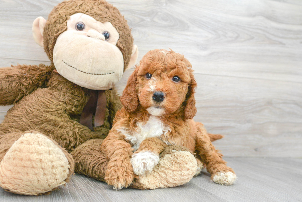 Friendly Mini Goldendoodle Baby