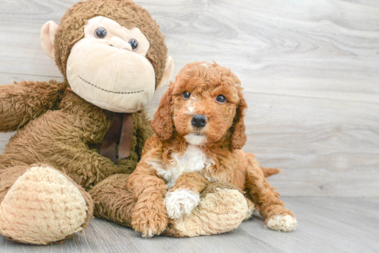 Friendly Mini Goldendoodle Baby