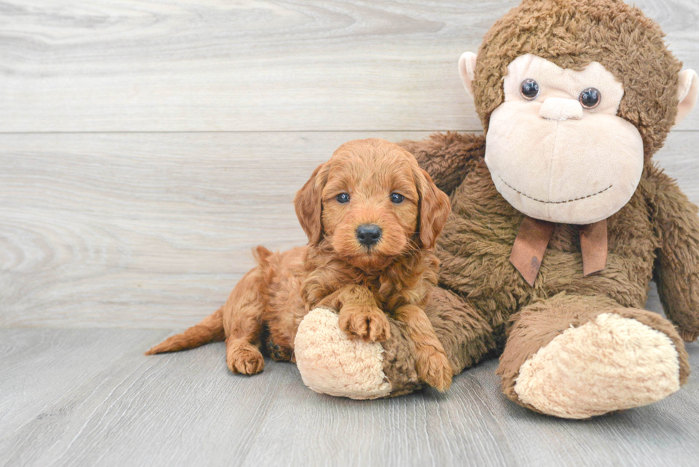 Mini Goldendoodle Puppy for Adoption