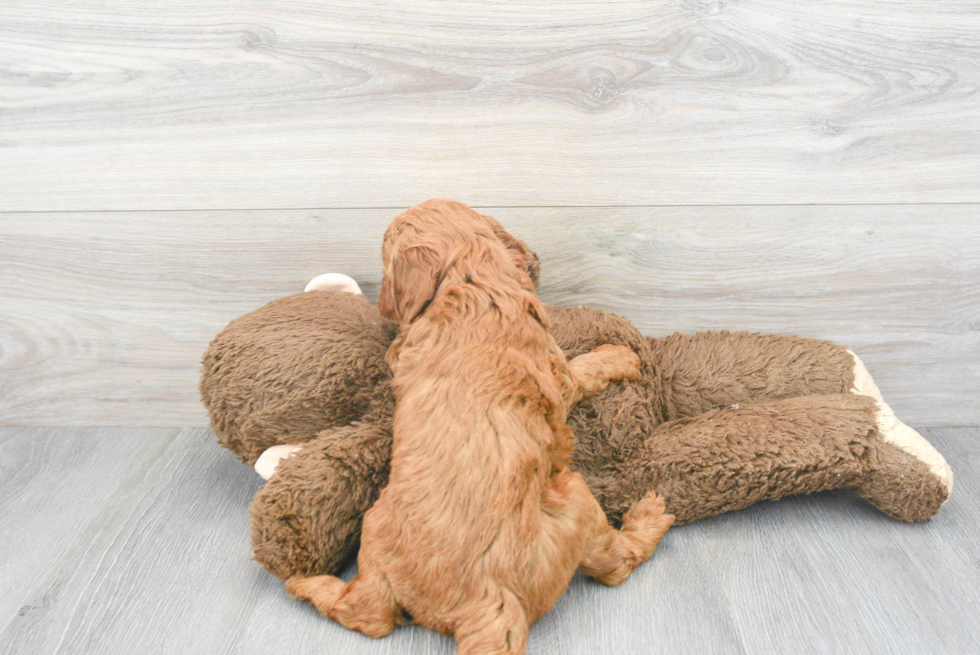 Mini Goldendoodle Puppy for Adoption