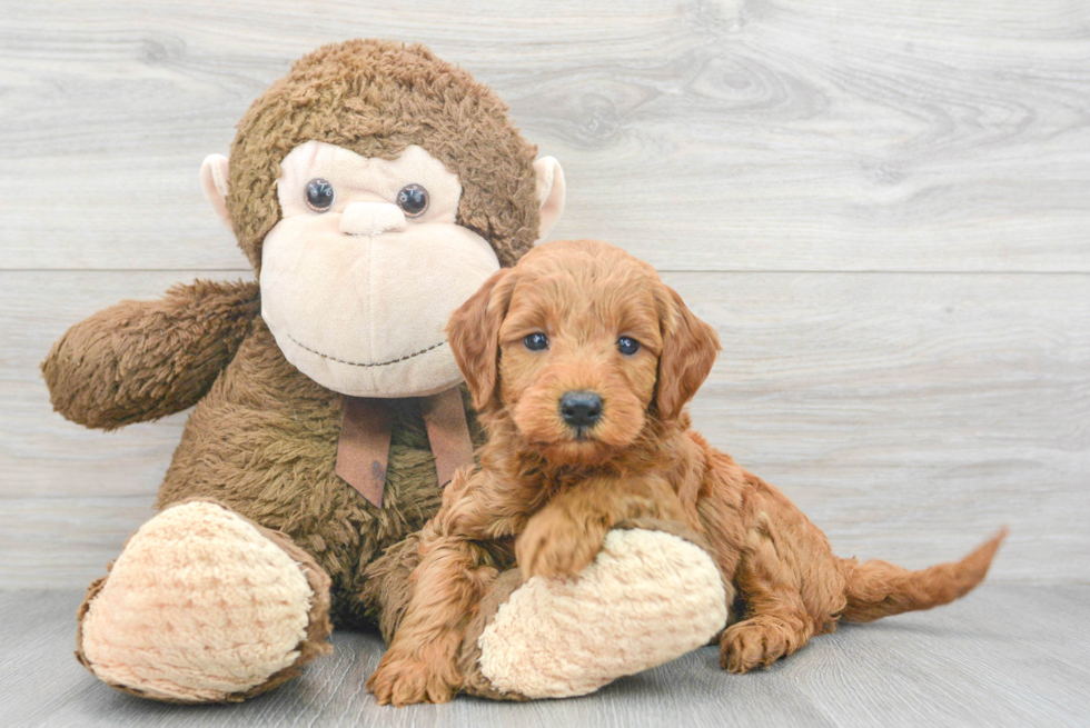 Mini Goldendoodle Pup Being Cute