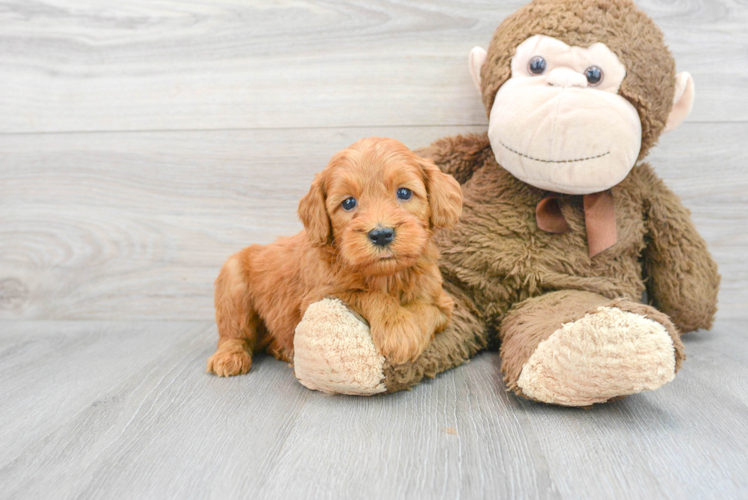 Funny Mini Goldendoodle Poodle Mix Pup