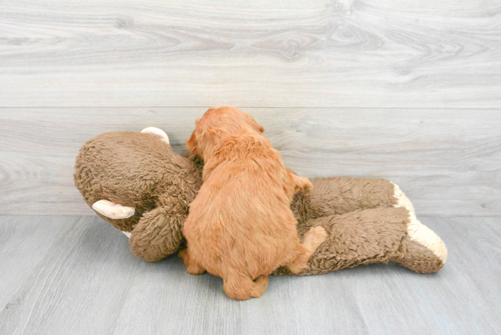 Small Mini Goldendoodle Baby