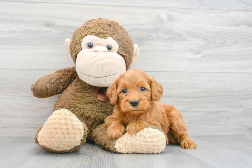 Mini Goldendoodle Puppy for Adoption