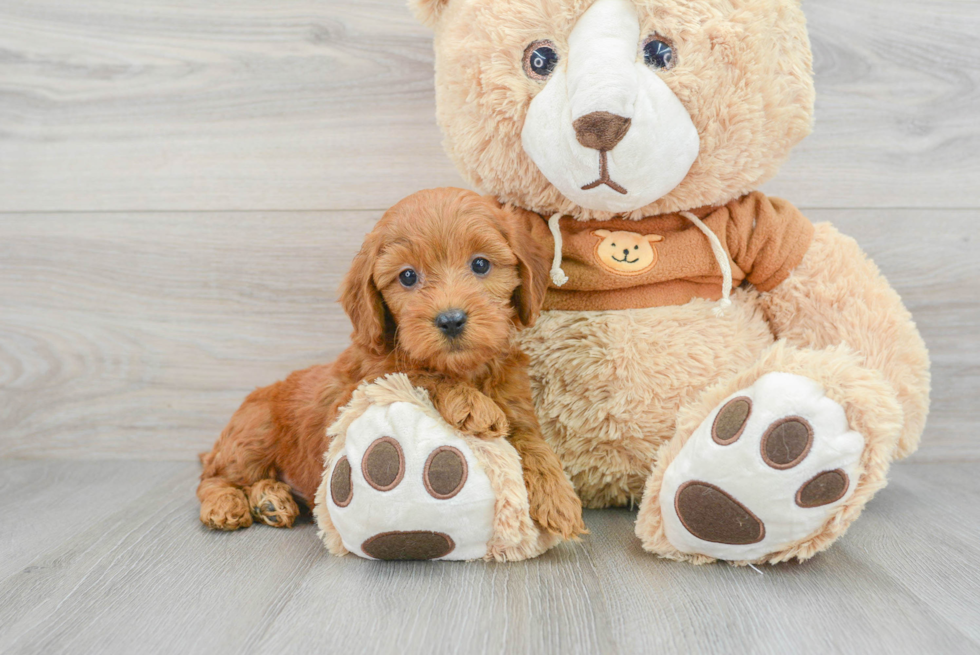 Happy Mini Goldendoodle Baby