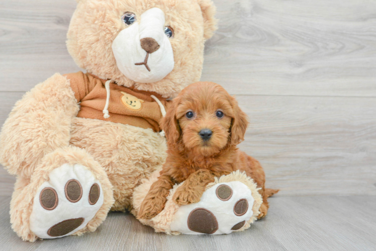 Hypoallergenic Golden Retriever Poodle Mix Puppy