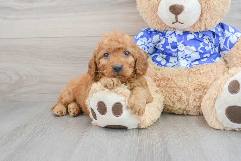 Best Mini Goldendoodle Baby