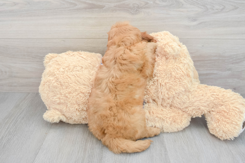 Little Golden Retriever Poodle Mix Puppy