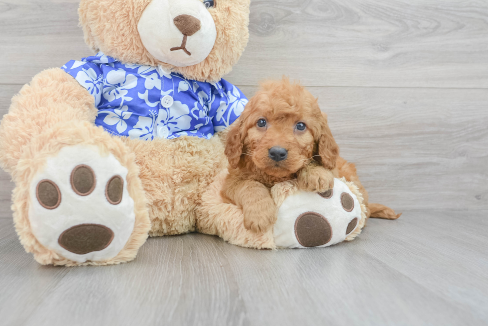 Mini Goldendoodle Puppy for Adoption